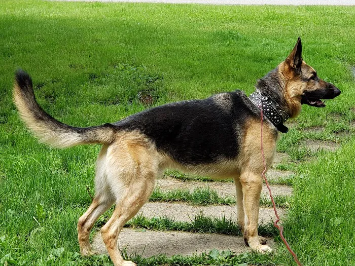 East Suburban Animal Hospital Picture 8