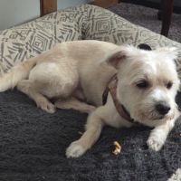 Petco ico