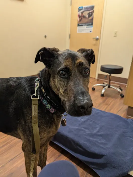 Murrysville Veterinary Associates Picture 3