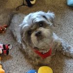Murrysville Veterinary Associates