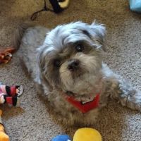 Murrysville Veterinary Associates ico