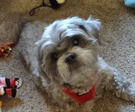 Murrysville Veterinary Associates
