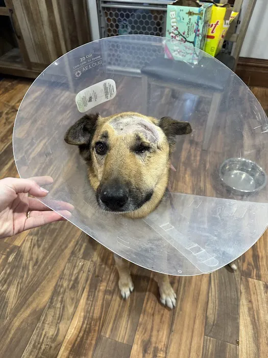Murrysville Veterinary Associates Picture 9