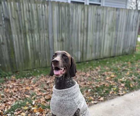 Havahart Pets