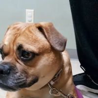 Pittsburgh East Animal Hospital ico