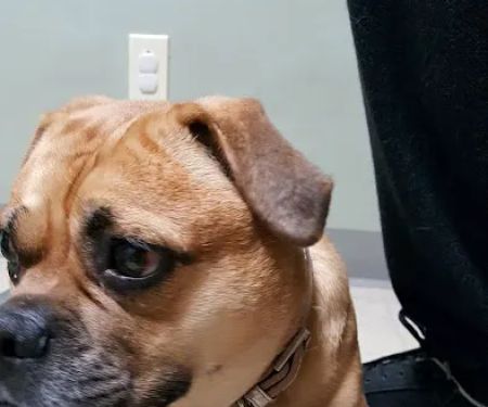 Pittsburgh East Animal Hospital