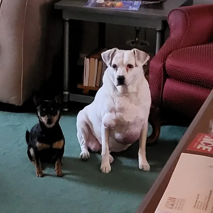 Holiday Park Animal Hospital Picture 5