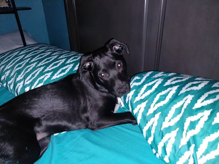 4 Paws Veterinary Care Inc Picture 8