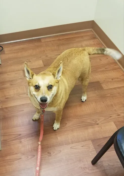 4 Paws Veterinary Care Inc Picture 9