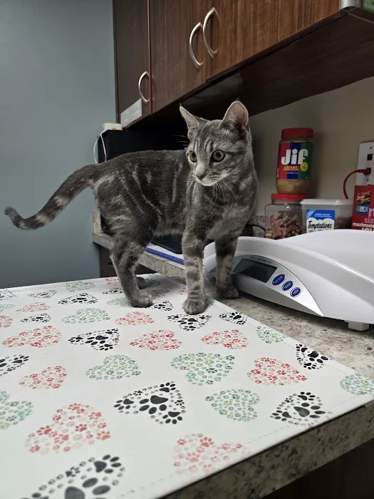 4 Paws Veterinary Care Inc Picture 4