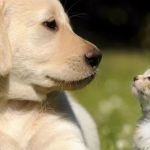 4 Paws Veterinary Care Inc