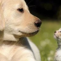 4 Paws Veterinary Care Inc ico