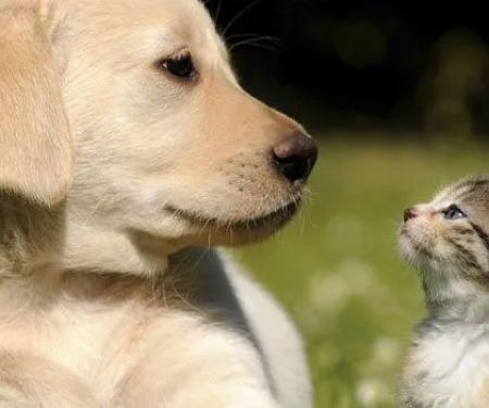 4 Paws Veterinary Care Inc