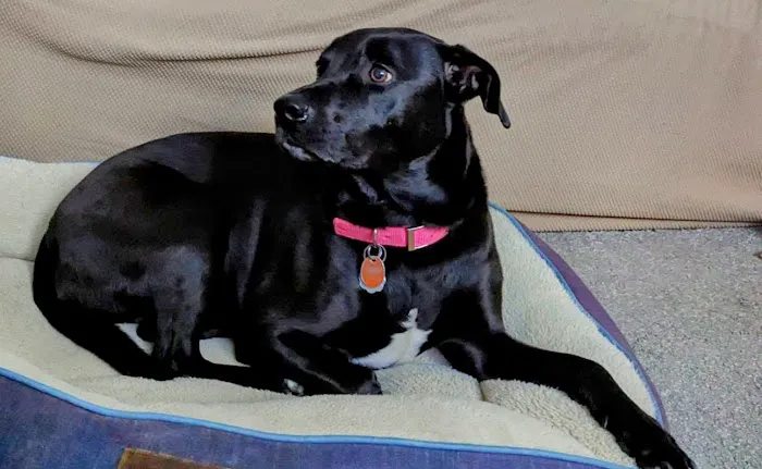 4 Paws Veterinary Care Inc Picture 2