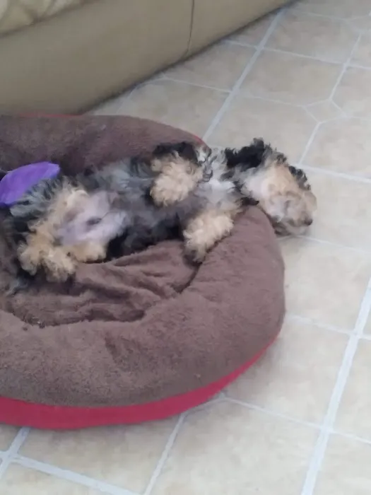 CocoPuppies Picture 1
