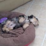CocoPuppies