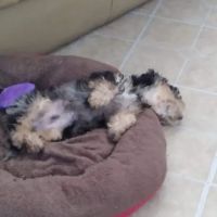 CocoPuppies ico