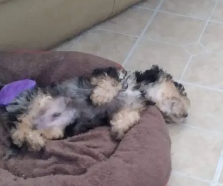 CocoPuppies