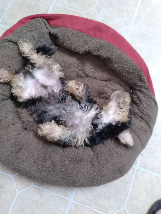 CocoPuppies Picture 2