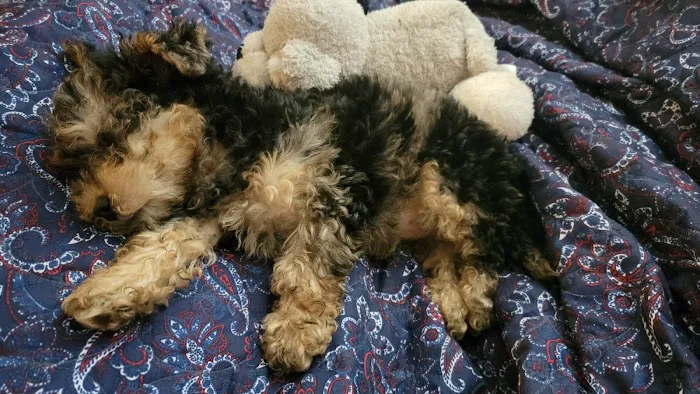 CocoPuppies Picture 3