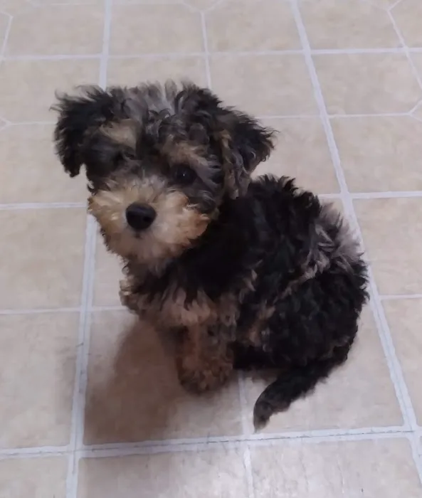 CocoPuppies Picture 5