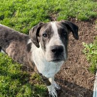 AVS Mountainland Animal Hospital ico