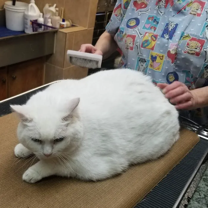 AVS Mountainland Animal Hospital Picture 4
