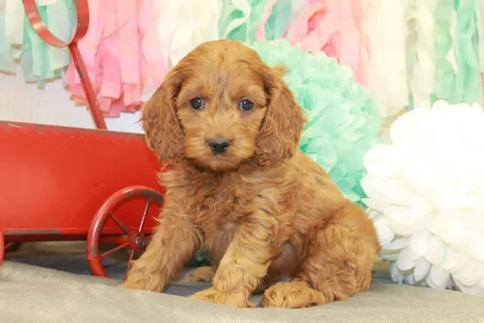 PAWSitive Puppies Picture 1