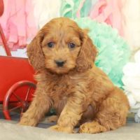 PAWSitive Puppies ico