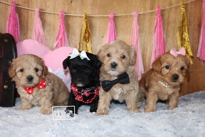 PAWSitive Puppies Picture 6