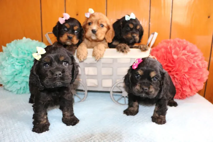 PAWSitive Puppies Picture 3