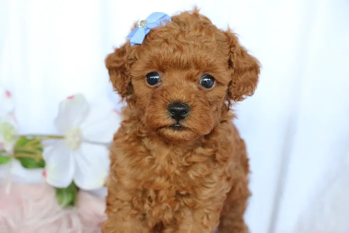 PAWSitive Puppies Picture 4