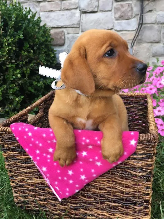 PAWSitive Puppies Picture 9