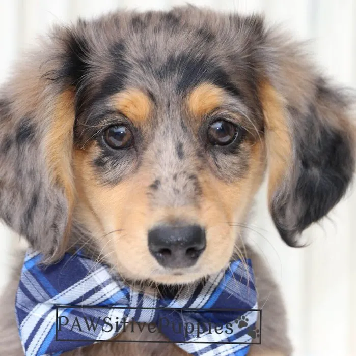 PAWSitive Puppies Picture 8