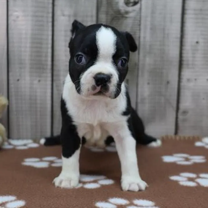 Heart String Healthy Puppies Picture 8