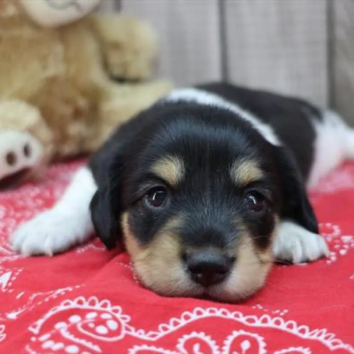 Heart String Healthy Puppies Picture 1