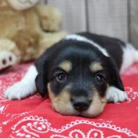 Heart String Healthy Puppies ico