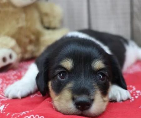 Heart String Healthy Puppies