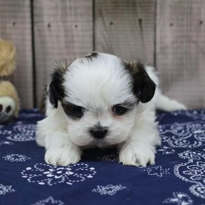 Heart String Healthy Puppies Picture 9