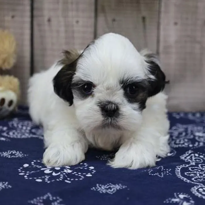 Heart String Healthy Puppies Picture 5