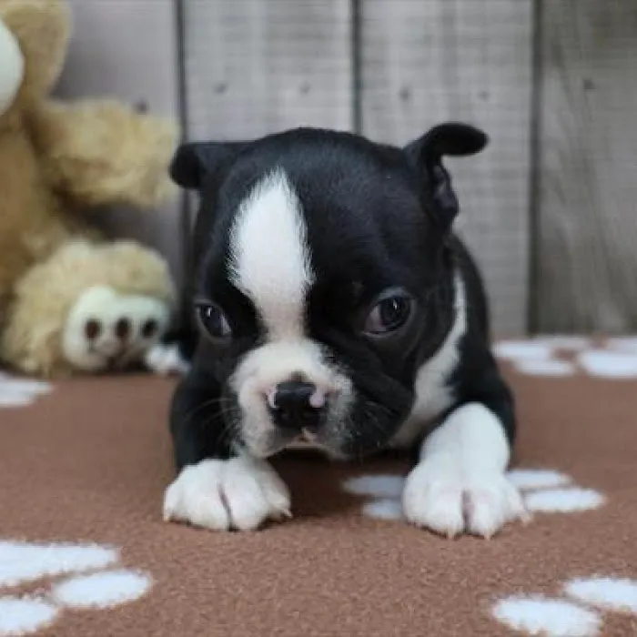 Heart String Healthy Puppies Picture 3