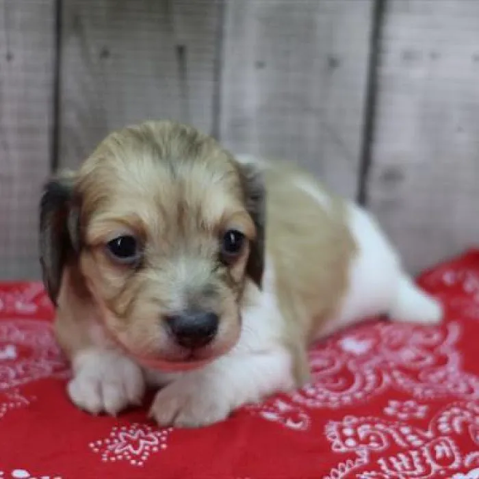 Heart String Healthy Puppies Picture 2