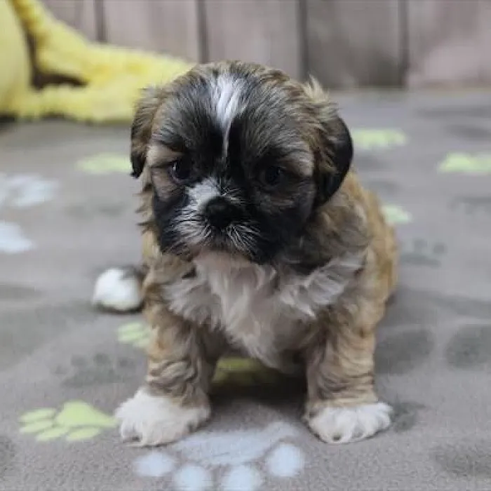 Heart String Healthy Puppies Picture 4