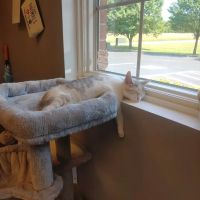 Copper Ridge Veterinary Clinic ico