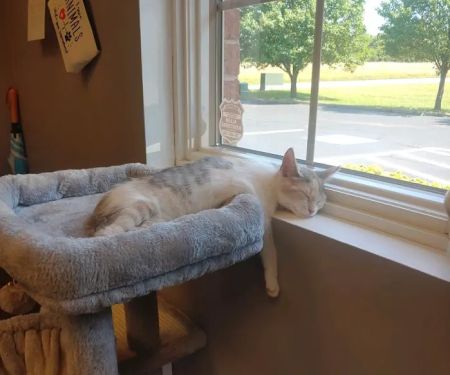 Copper Ridge Veterinary Clinic