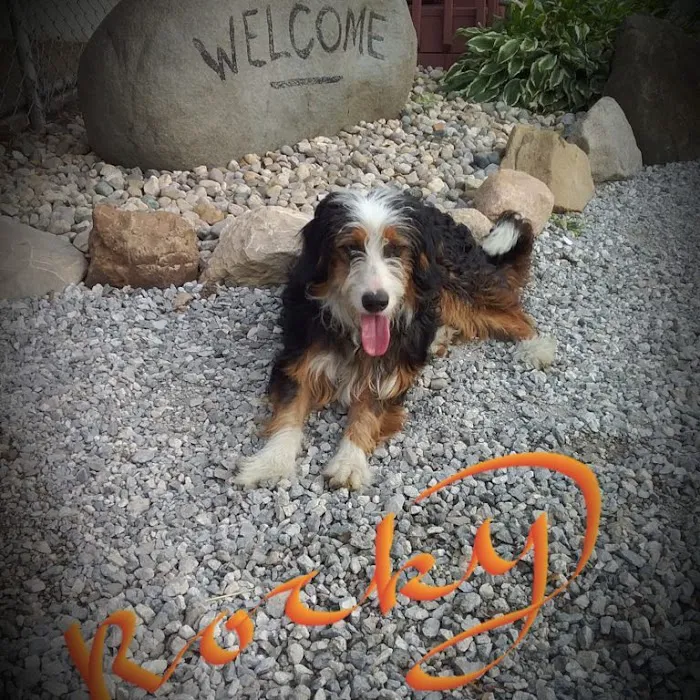 Michiana Bernedoodles Picture 3