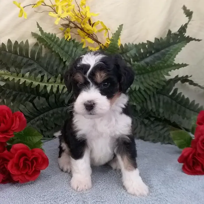 Michiana Bernedoodles Picture 2