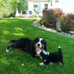 Michiana Bernedoodles