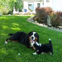 Michiana Bernedoodles ico