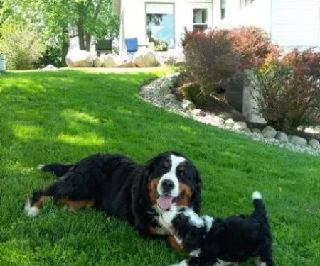 Michiana Bernedoodles